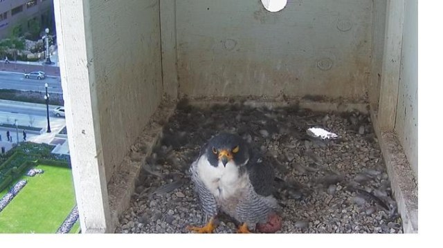 peregrine box