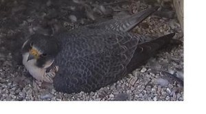 peregrine head cock
