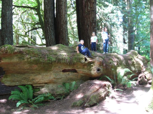 August 18, 2011 Redwoods and Tidal Pool, CA