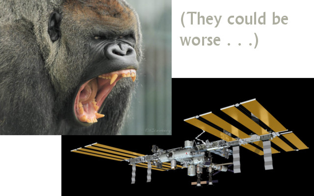 gorillas-and-iss